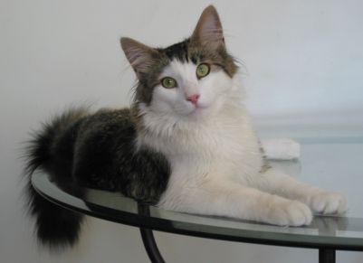 le chat sur la table